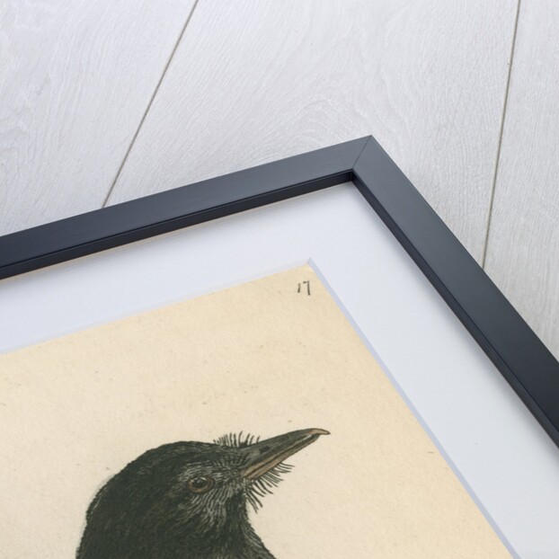 'Spotted shrike' [Slatey antshrike] by Richard Polydore Nodder