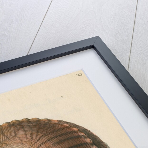 'Red earshell' [Blacklip abalone] by Richard Polydore Nodder