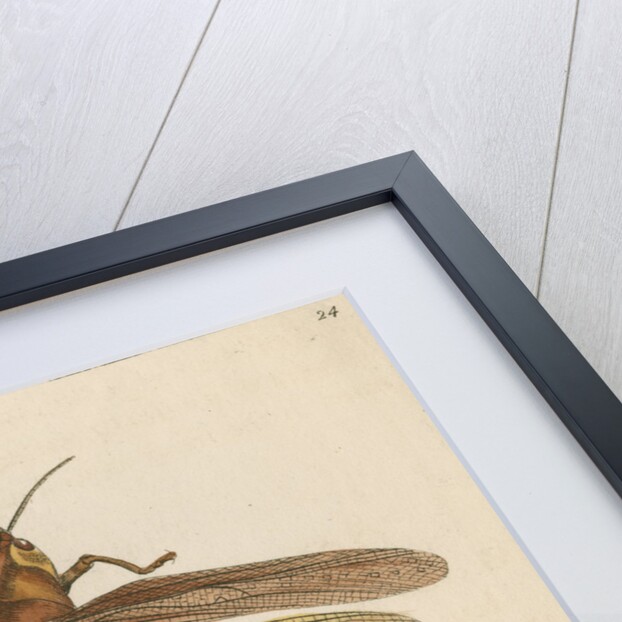 'Australian locust' [Gumleaf grasshopper] by Richard Polydore Nodder