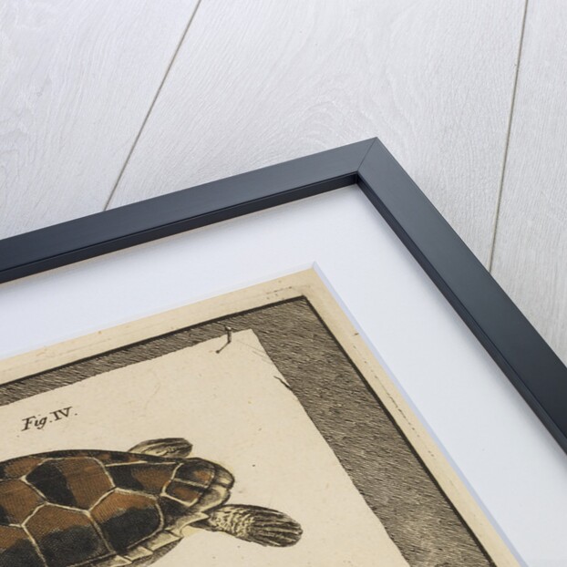 Three specimens of marine life by T Cole