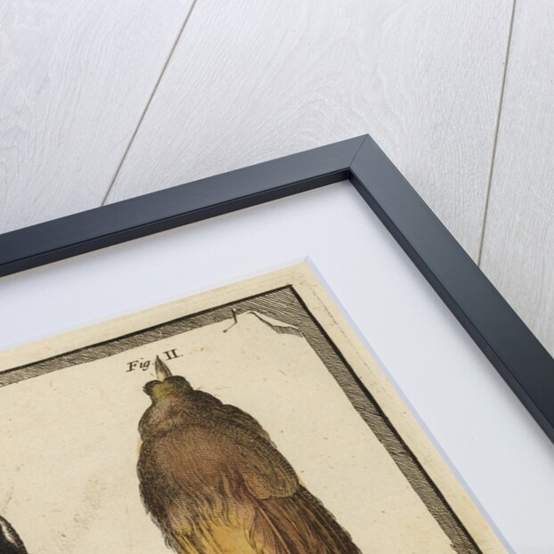 Two specimens of the Bird-of-Paradise by T Cole