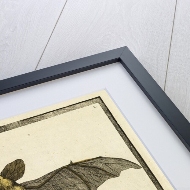 A specimen of bat by T Cole