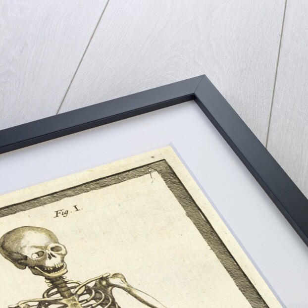 Human and monkey skeletons by T Cole