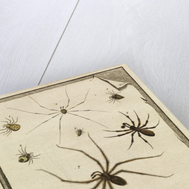 Ten specimens of spiders by T Cole