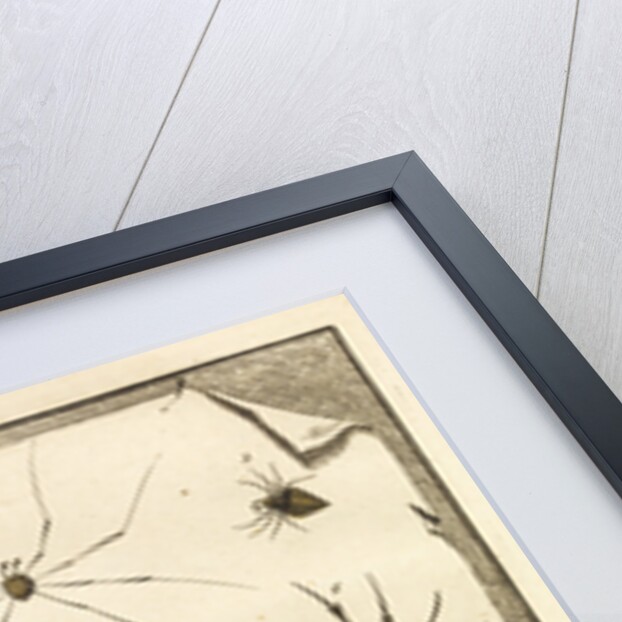 Ten specimens of spiders by T Cole