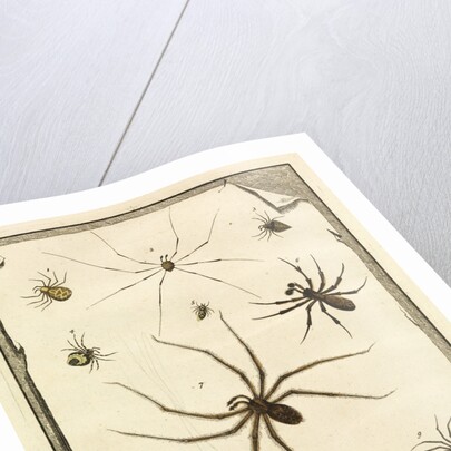 Ten specimens of spiders by T Cole