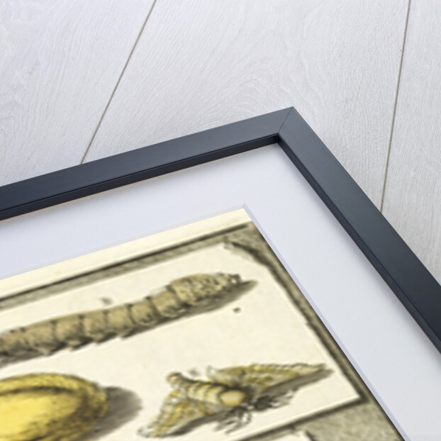 Studies of the silk worm and other insects by T Cole