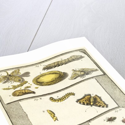 Studies of the silk worm and other insects by T Cole