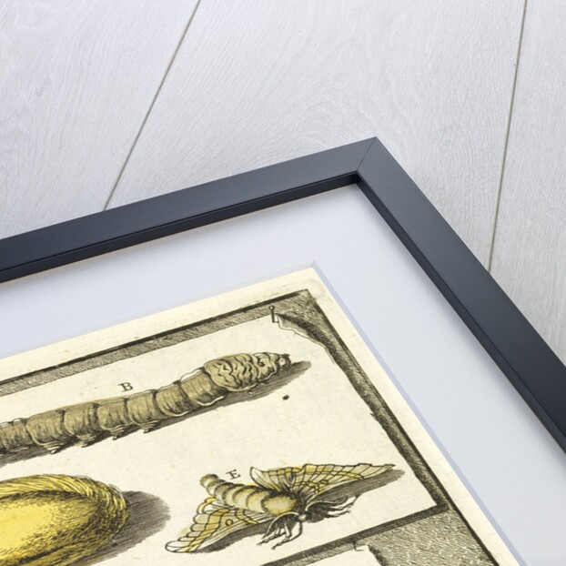 Studies of the silk worm and other insects by T Cole