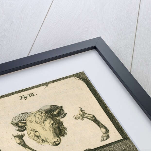 Domestic animals by T Cole