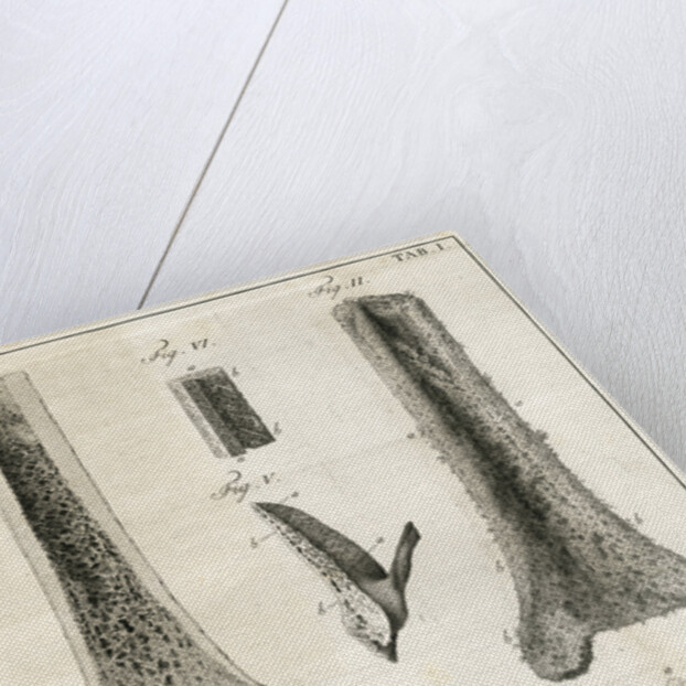 The Tibia by Faustino Anderloni