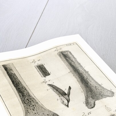 The Tibia by Faustino Anderloni