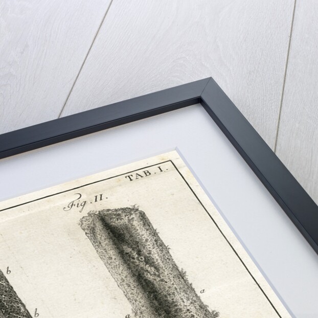 The Tibia by Faustino Anderloni