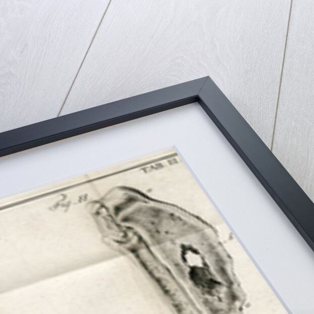 Sections of the Tibia by Faustino Anderloni