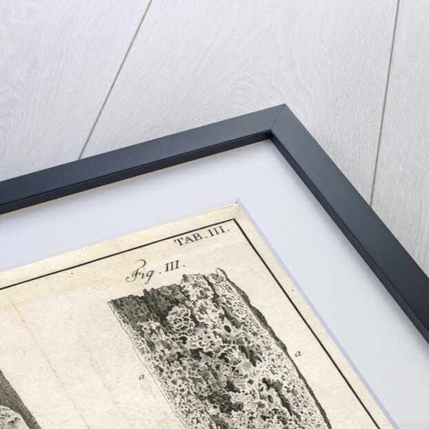 Sections of the leg bones by Faustino Anderloni