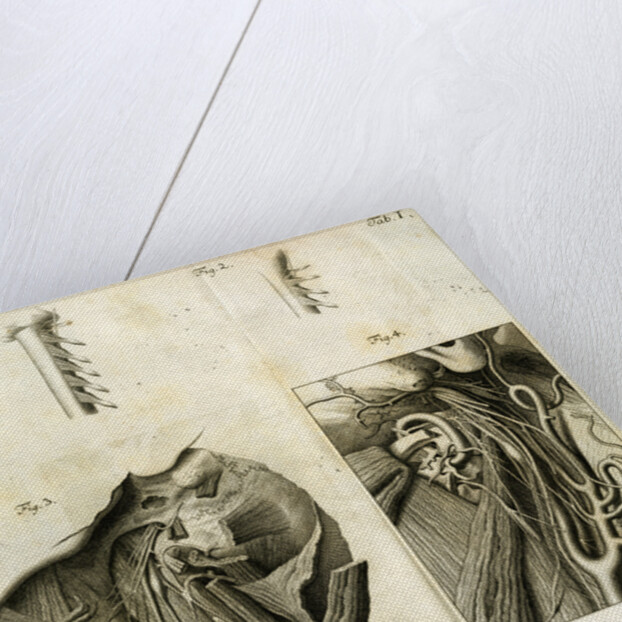 Details of the anatomy of the head and neck by Goett