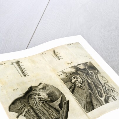 Details of the anatomy of the head and neck by Goett