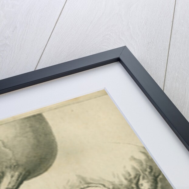 Views of the skull and jaw by Françoise van Bleyswyck