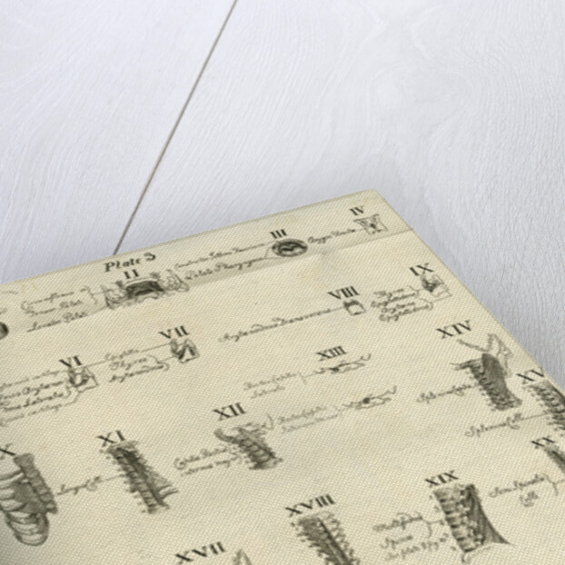 Muscles of the human head, neck and spine by Joseph Constantine Carpue