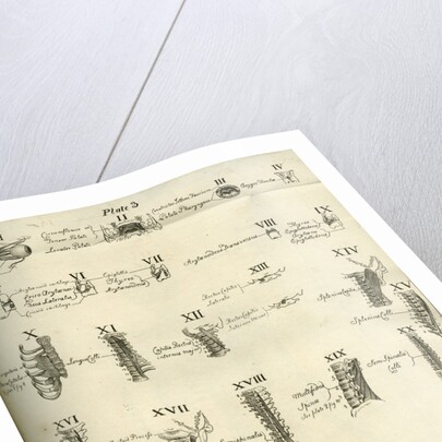 Muscles of the human head, neck and spine by Joseph Constantine Carpue