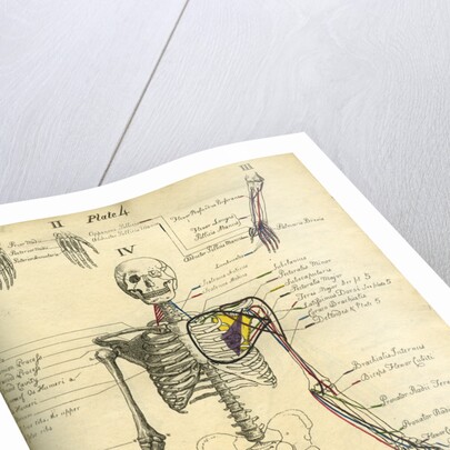 Muscle distribution of the upper body (front) by Joseph Constantine Carpue