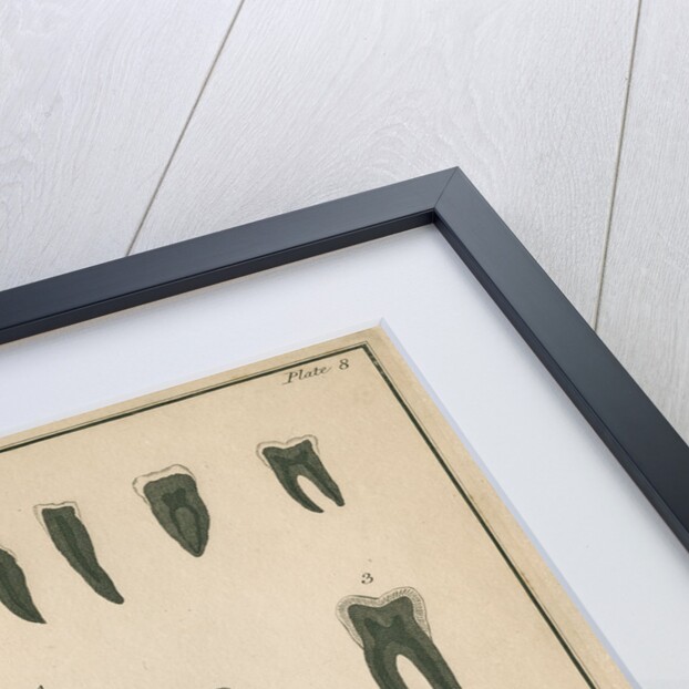 Cross-sections of the teeth and lower jaw by Parks