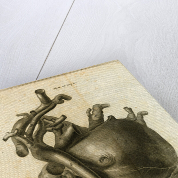 A human heart by Sauerbrey