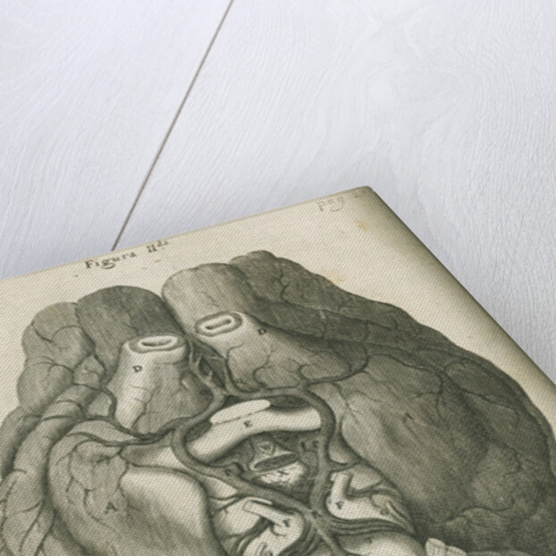 The base of a sheep's brain by unknown