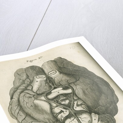 The base of a sheep's brain by unknown