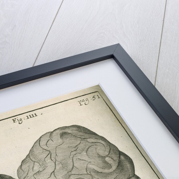 The base of the human brain by unknown