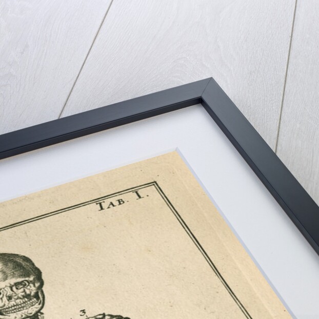 Front view of a skeleton by Sutton Nicholls