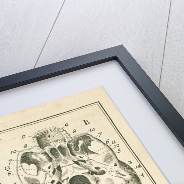 'The fore view of the skull' by Sutton Nicholls