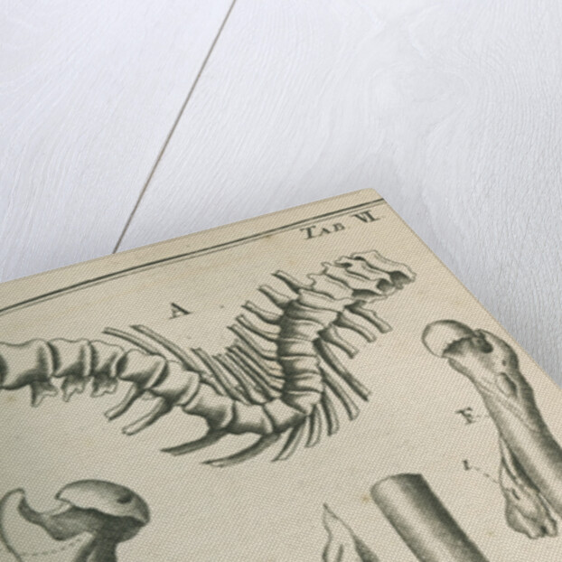 Various human bones by Sutton Nicholls