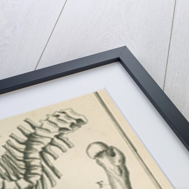 Various human bones by Sutton Nicholls