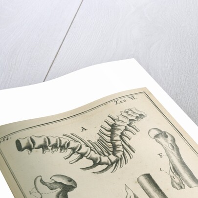 Various human bones by Sutton Nicholls