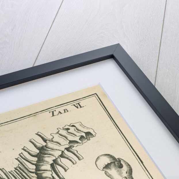 Various human bones by Sutton Nicholls