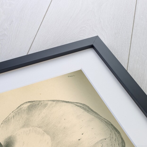 Posterior view of a left dislocated femur and hip bone by J Perry