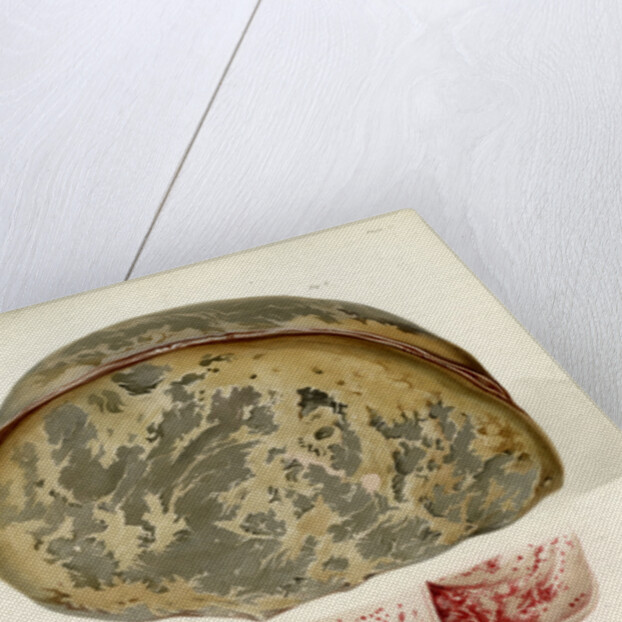 Parts of the brain including the dura mater by William Say