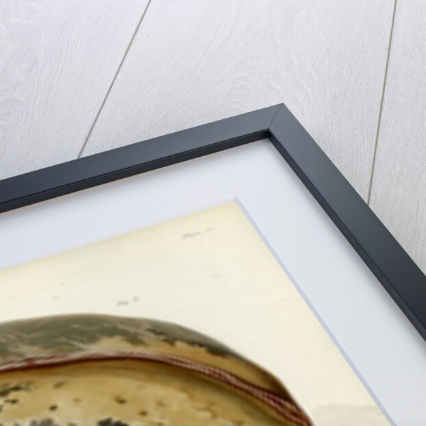 Parts of the brain including the dura mater by William Say