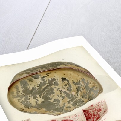 Parts of the brain including the dura mater by William Say