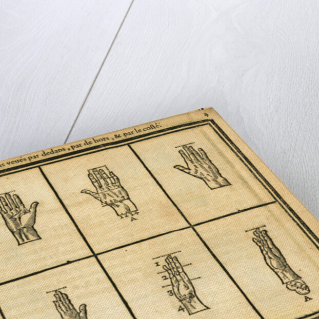 Proportions of the hand by unknown