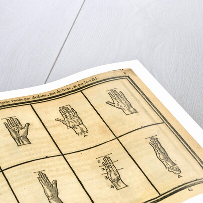 Proportions of the hand by unknown