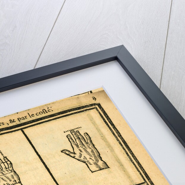 Proportions of the hand by unknown