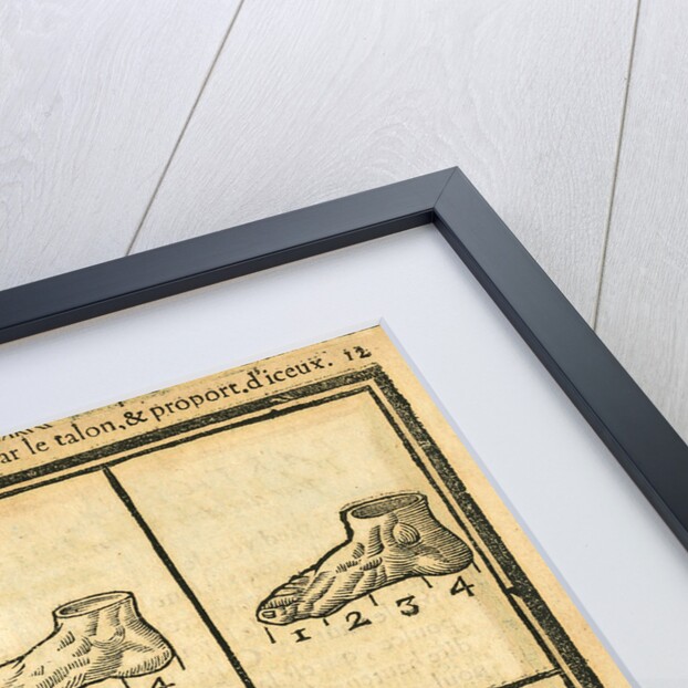 Proportions of the foot by unknown