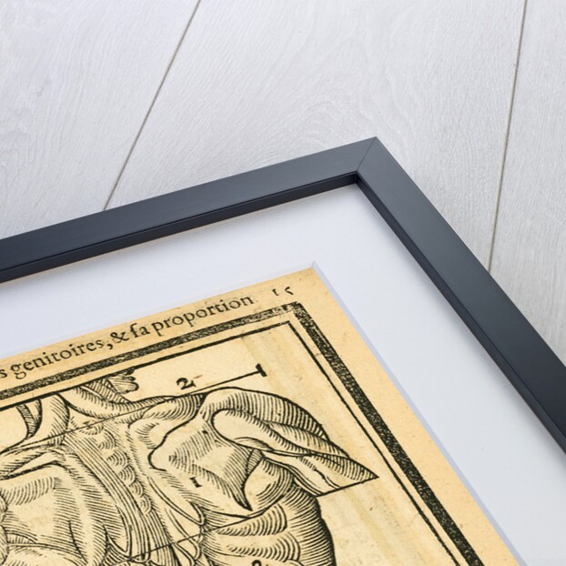 Male torso by unknown