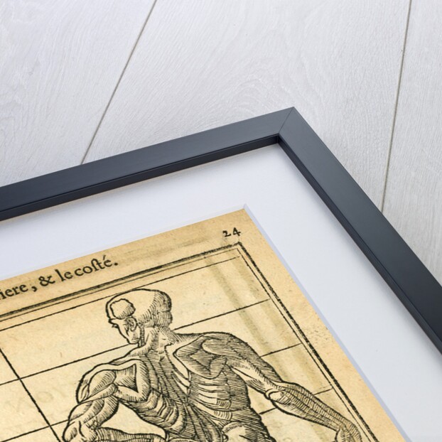 Three anatomical male figures by unknown