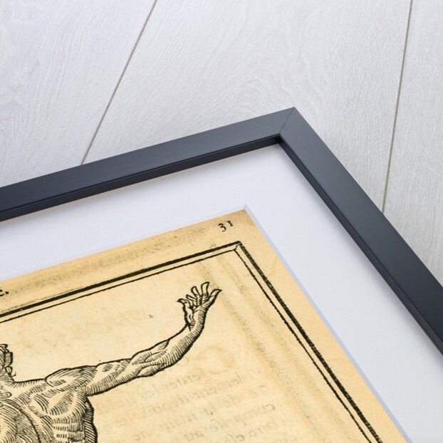 Proportions of a man (back view) by unknown