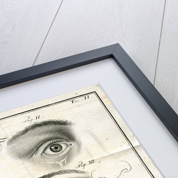 Diagrams of the eye by Faustino Anderloni