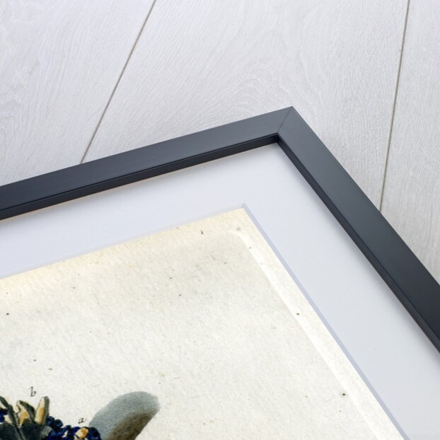 Crude silver by Johann Michael Seligmann