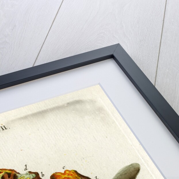 Yellow Copper Pyrites by Johann Michael Seligmann